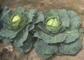 Cabbage Fresh