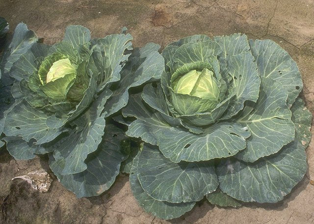 Cabbage Fresh